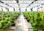 Green House